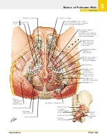 Frank H. Netter, MD - Atlas of Human Anatomy (6th ed ) 2014, page 432